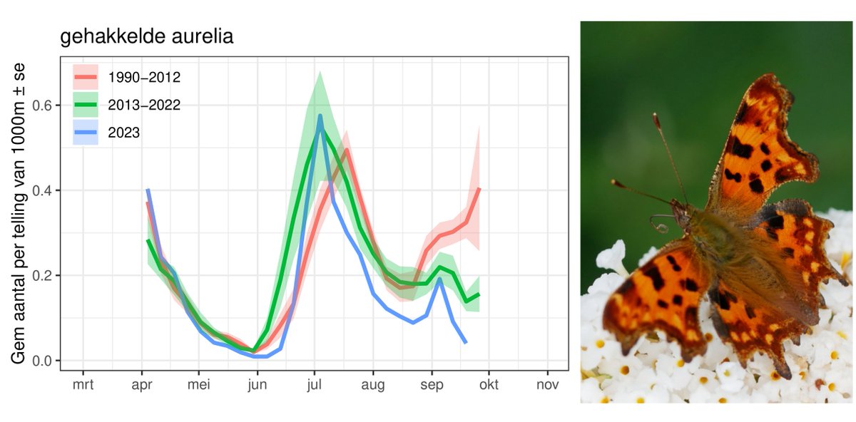 Contrary to the Peacock (A io), who is developing an extra summer generation (x.com/chrisvanswaay/…), the extra generation of the Comma (Polygonia c-album) seems to become smaller. More of the first generation now go directly into hibernation.