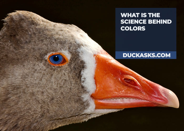 duck_asks's tweet photo. What's a Ducks Fav Color? Ducks are attracted to colors that resemble the pond that they were raised in, and since most ponds have a green or bluish-green hue, the favorite color of ducks is anything resembling green. And More https://t.co/ZF9HJ3rMq9 #Ducks #Fav #Color #DuckAsks https://t.co/3l9z6bcuwP