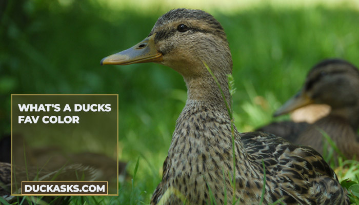 duck_asks's tweet photo. What's a Ducks Fav Color? Ducks are attracted to colors that resemble the pond that they were raised in, and since most ponds have a green or bluish-green hue, the favorite color of ducks is anything resembling green. And More https://t.co/ZF9HJ3rMq9 #Ducks #Fav #Color #DuckAsks https://t.co/3l9z6bcuwP