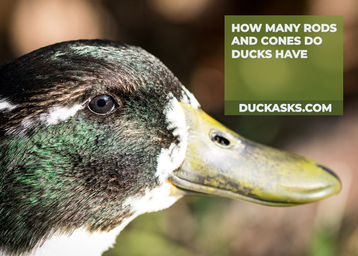 duck_asks's tweet photo. What's a Ducks Fav Color? Ducks are attracted to colors that resemble the pond that they were raised in, and since most ponds have a green or bluish-green hue, the favorite color of ducks is anything resembling green. And More https://t.co/ZF9HJ3rMq9 #Ducks #Fav #Color #DuckAsks https://t.co/3l9z6bcuwP