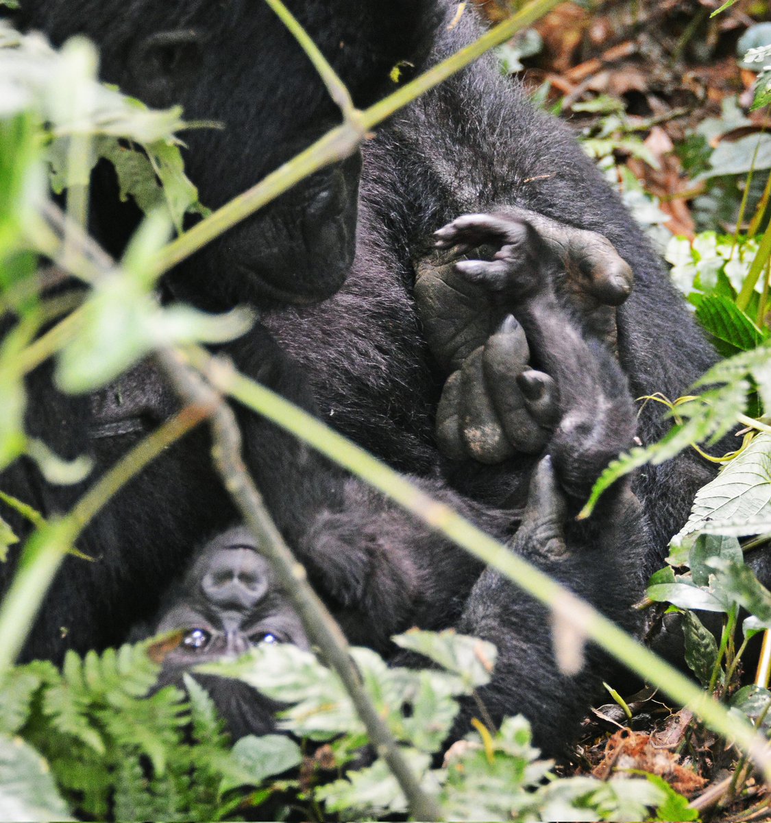 Once again today we celebrate #worldGorilladay
Thanks to conseevation efforts, more than 1,000 mountain Gorillas roam #uganda #rwanda and #cong
Book your #Gorillatrekkingsafaris
Email:info@beautifulsafarisuganda.com
#gorillastours #worldgorilladay #gorillatrekking #gentleapes