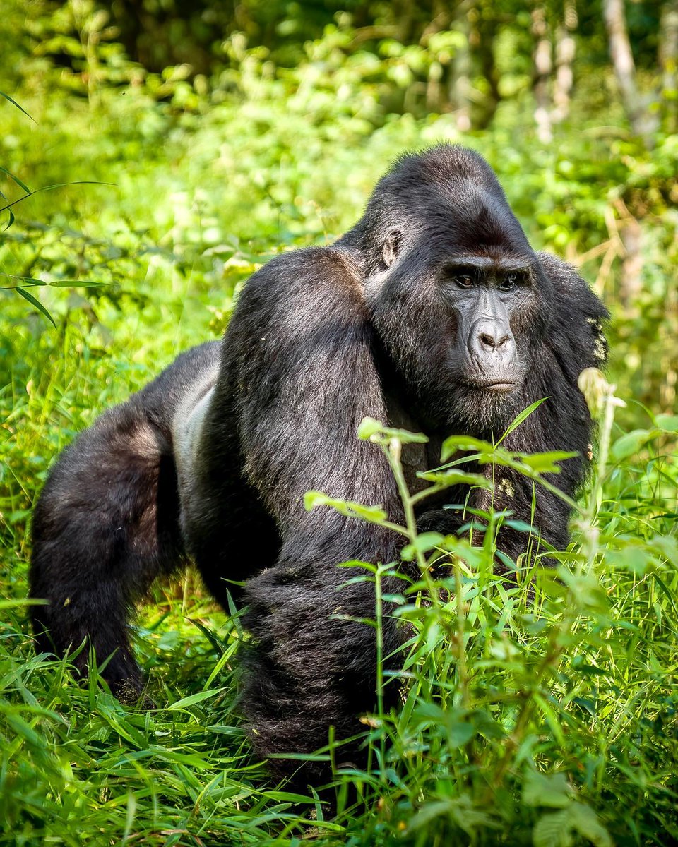 Celebrating one of the most gigantic, yet gentle, intelligent & iconic in it's magnificence🦍🦍 #Mountaingorillas are rare, endangered yet half of the remaining population call #uganda home. Happy #WorldGorillaDay. Encounter #gorillas on your #Ugandasafari with @WildfriendsUG