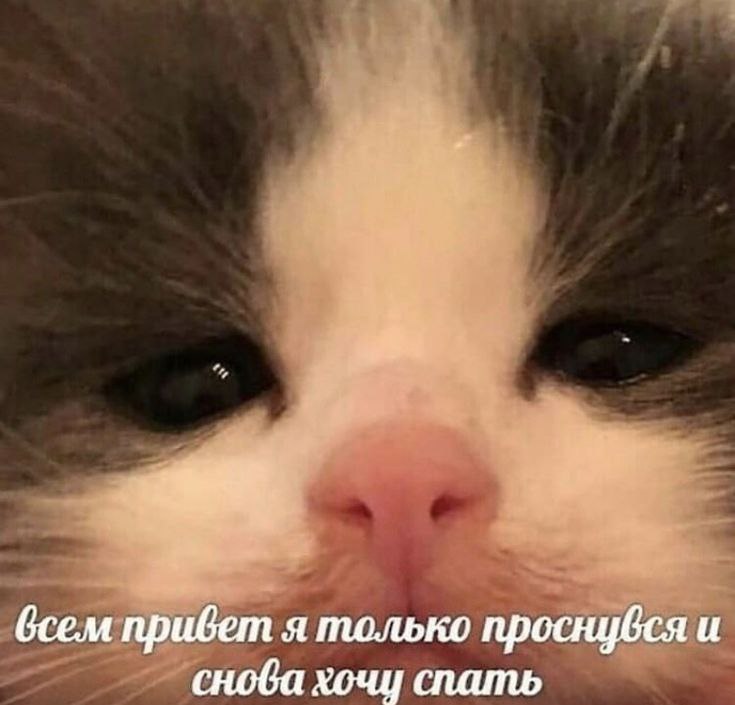 tu_mirabel's tweet photo. Мяу 
Доброе утро☀️ https://t.co/3gN6fmZgAK