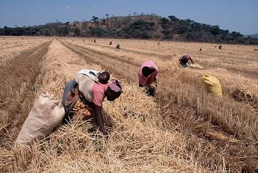 Zim predicts a record 415,000 tonnes of wheat harvest. Data from images harvested by ZimSat-1 shows that Zimbabwe is projected to harvest 415 000t of wheat and 15 000 t of barley. Last year, the country produced 375 000t of the cereal, against an annual consumption requirement