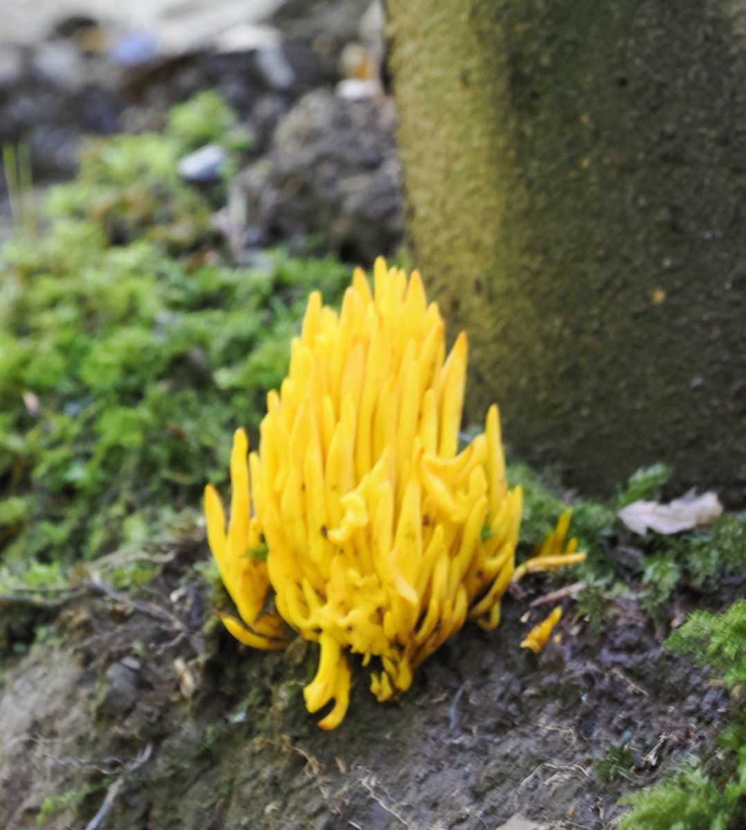 pewileman's tweet photo. My first ever sighting of Golden Spindles (Clavulinopsis fusiformis), often called Grassland Fairy Club fungi, in #Pontburn Wood @WoodlandTrust and apparently poisonous 😳 https://t.co/n0rZO1ZGgr
