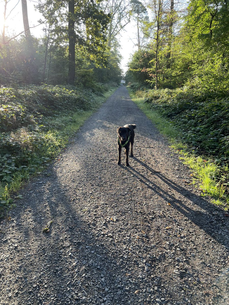 Guten Morgen liebes #Twitterrudel, heute spricht die Sonne für mich. 
Habt einen zauberhaften Tag, Pfreunde ❣️