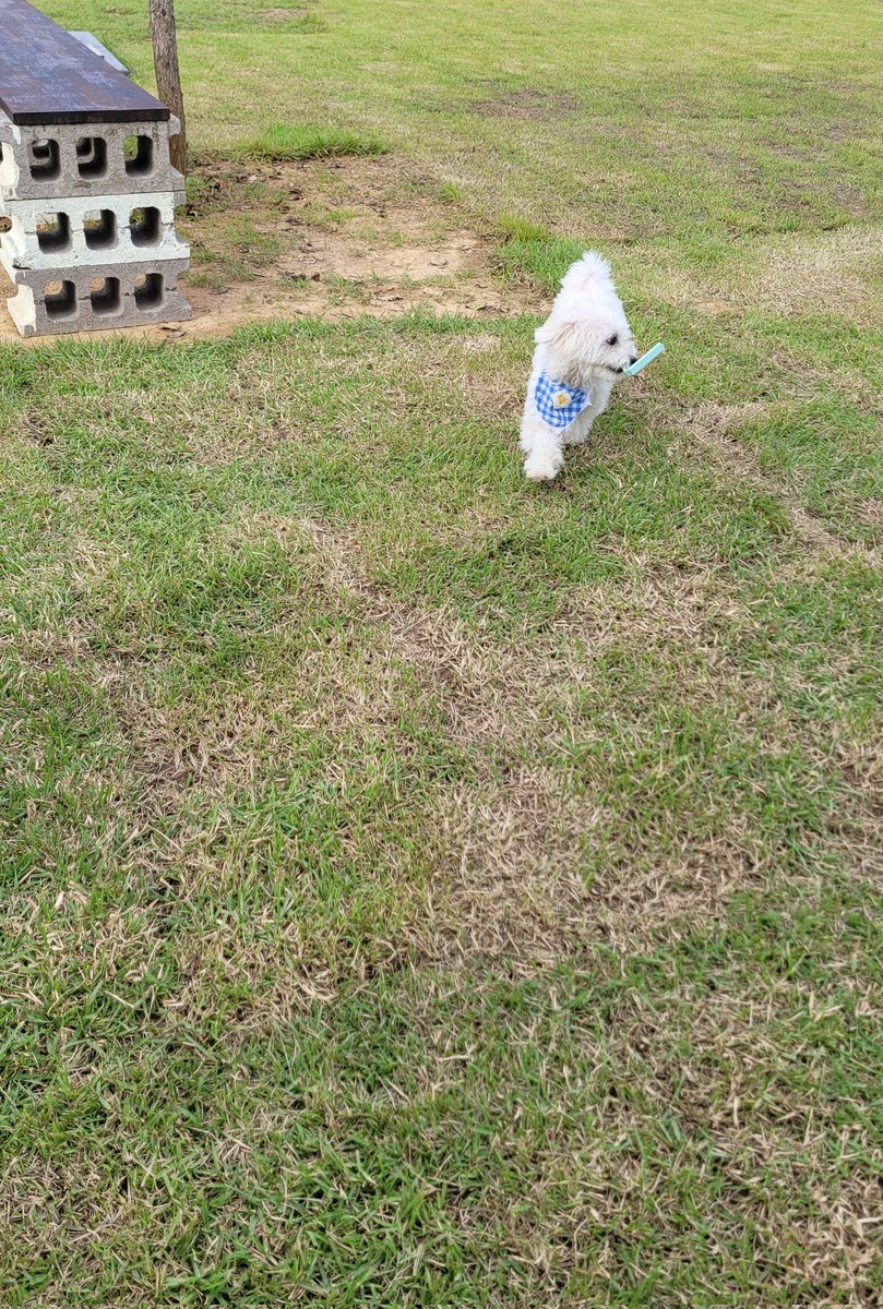 choeseyeon11's tweet image. 반려견이랑  #coffeeprogram
#애견카페 #팔탄면
지성이도 참석ㅋ
딸램이 만들어준 지성이 보석탑꾸
신난 똥강아지 뽀리 #말티푸
#HAN #StrayKids