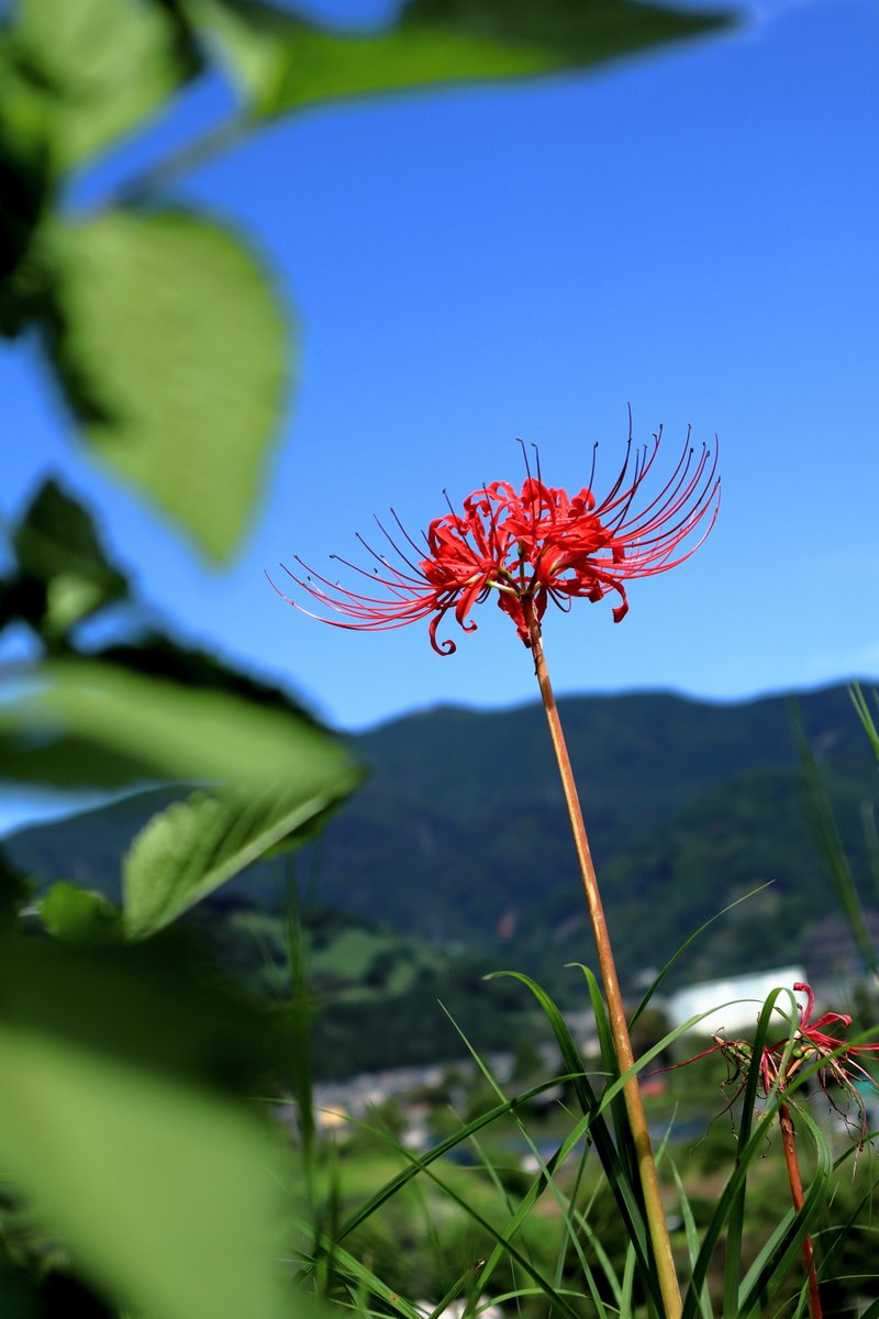 masadon1110's tweet image. お散歩
＃EOSM200 #彼岸花