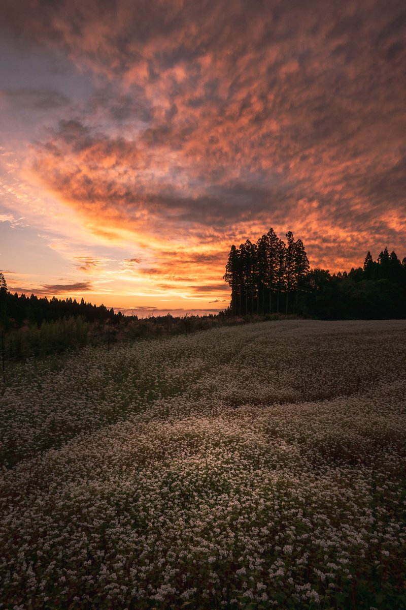 波野そばの花畑⸜❁︎⸝‍
