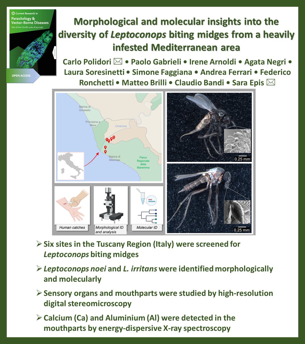 crpvbd's tweet photo. Now in press in @CRPVBD

▶️https://t.co/ZuwYHlEDND

#Ceratopogonidae #Leptoconops #blood-sucking midges #morphological identification #molecular identification

@epis_sara @gab_paolo @Irene68212358 @FedeRonche @MatteoBip https://t.co/MeyDVwn7Cz