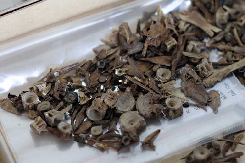 DarthFreder's tweet photo. 100s of #Funnelbeaker pot shards, a fishing net/basket, 10000s of fish bones were recovered (and analysed https://t.co/wyjBYNPF2J) @osteoconnor 6/ https://t.co/ilbrA1g5rw