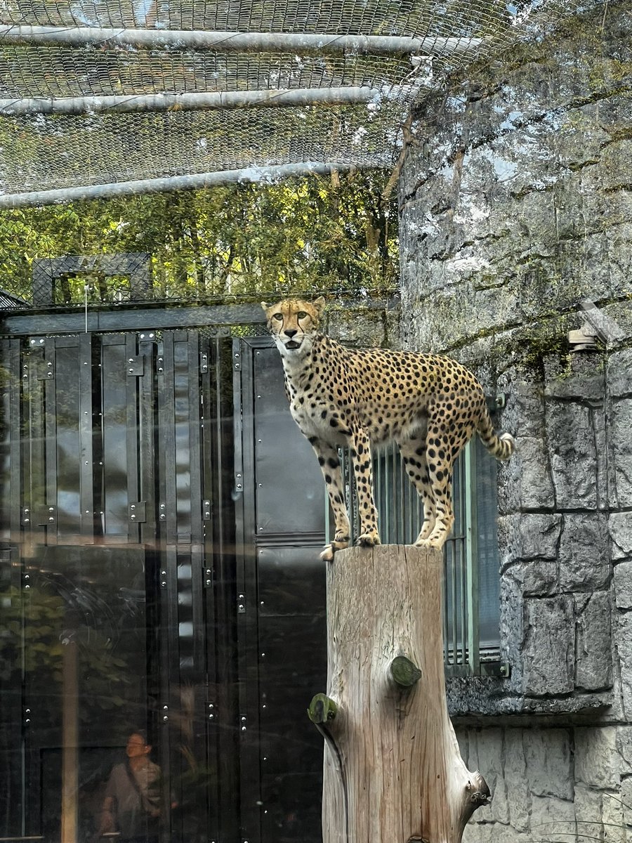 DempaReceive's tweet photo. 多摩動物公園楽しい https://t.co/cYtw0c86al
