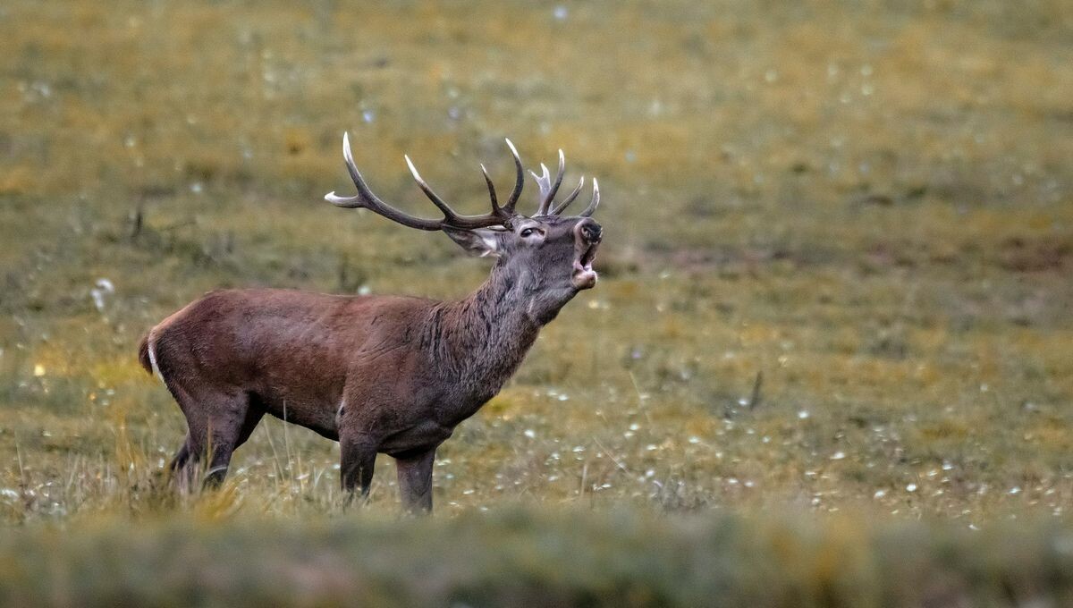 ICI Maine tweet media