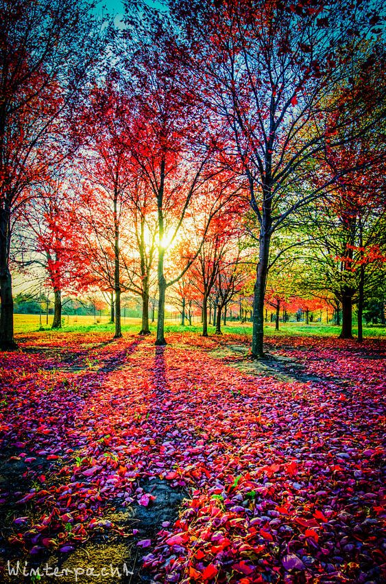 I wish you an excellent and relaxing Sunday 💛🍁💙🍁🧡🍁💜