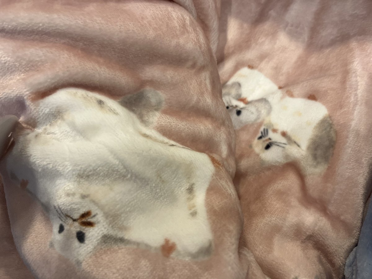 devi_bubu's tweet image. 雑貨屋さんで旦那さんが嬉しそうに持ってきたブランケットがモモンガ だった🫶🏻
ついに雑貨屋でモモンガみつけられるとは😭💓