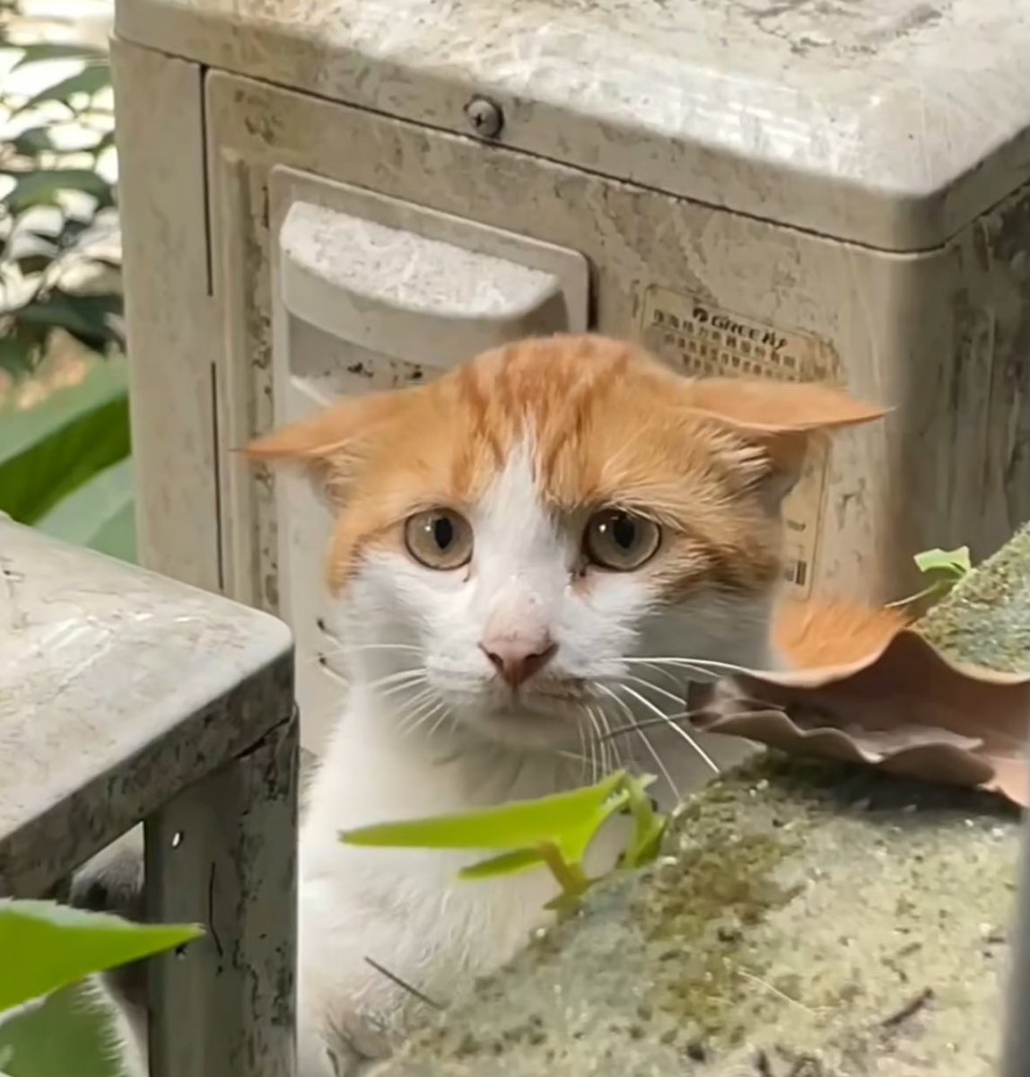 Утра доброго ! Хвостиков своих покормили … не забыли ?!