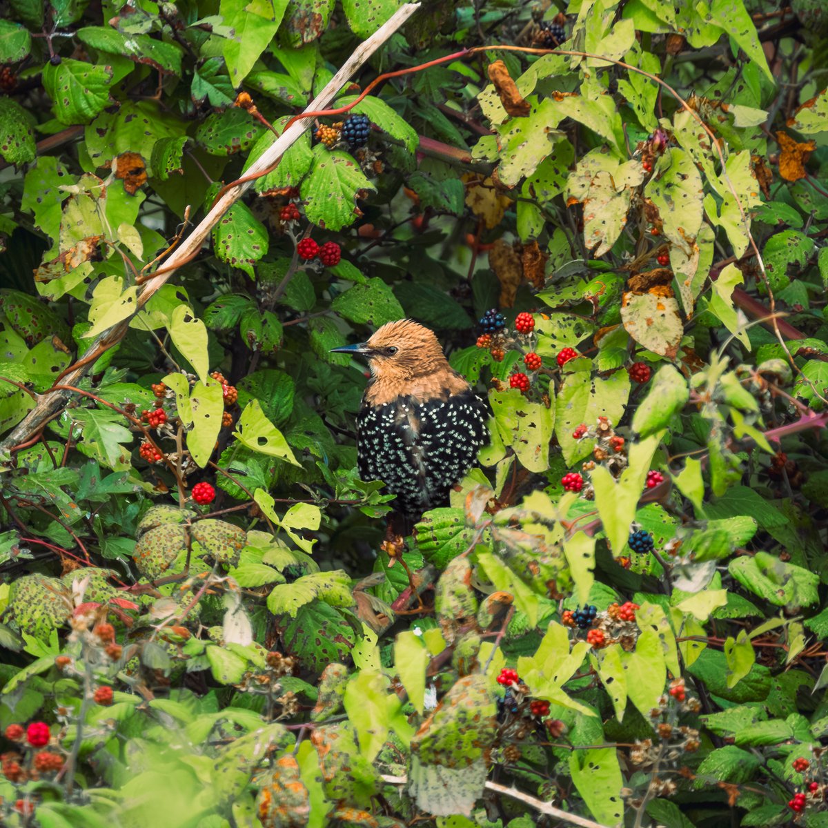 Wishing you all a lovely Sunday morning!