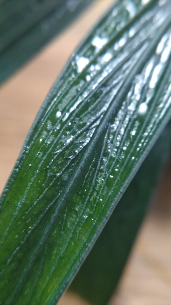 Plants Base on X: Plants Base on X: