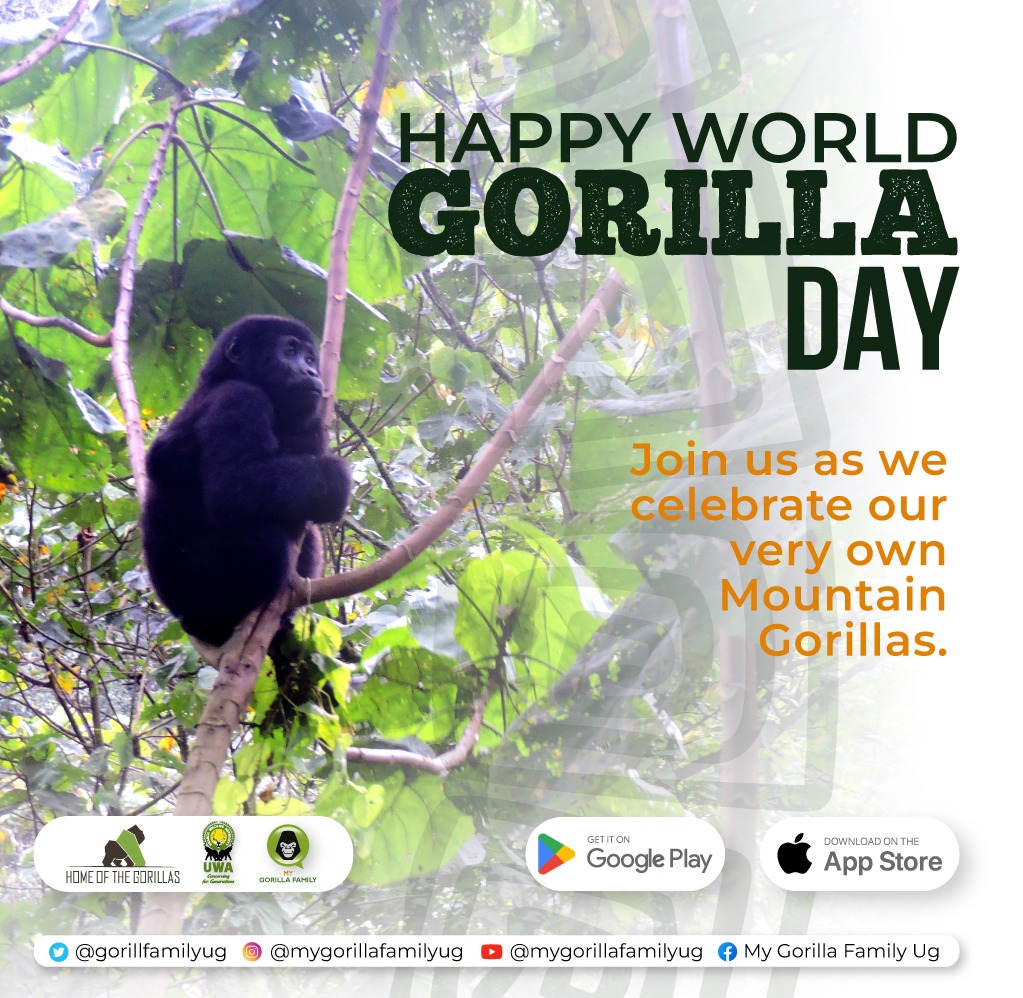 It's World Gorilla Day!!💃🦍🌍

We encourage you to take some time to learn more about #mountaingorillas and the threats they face. You can also support gorilla #conservation by donating to a reputable organization or by simply spreading the word about these amazing animals.