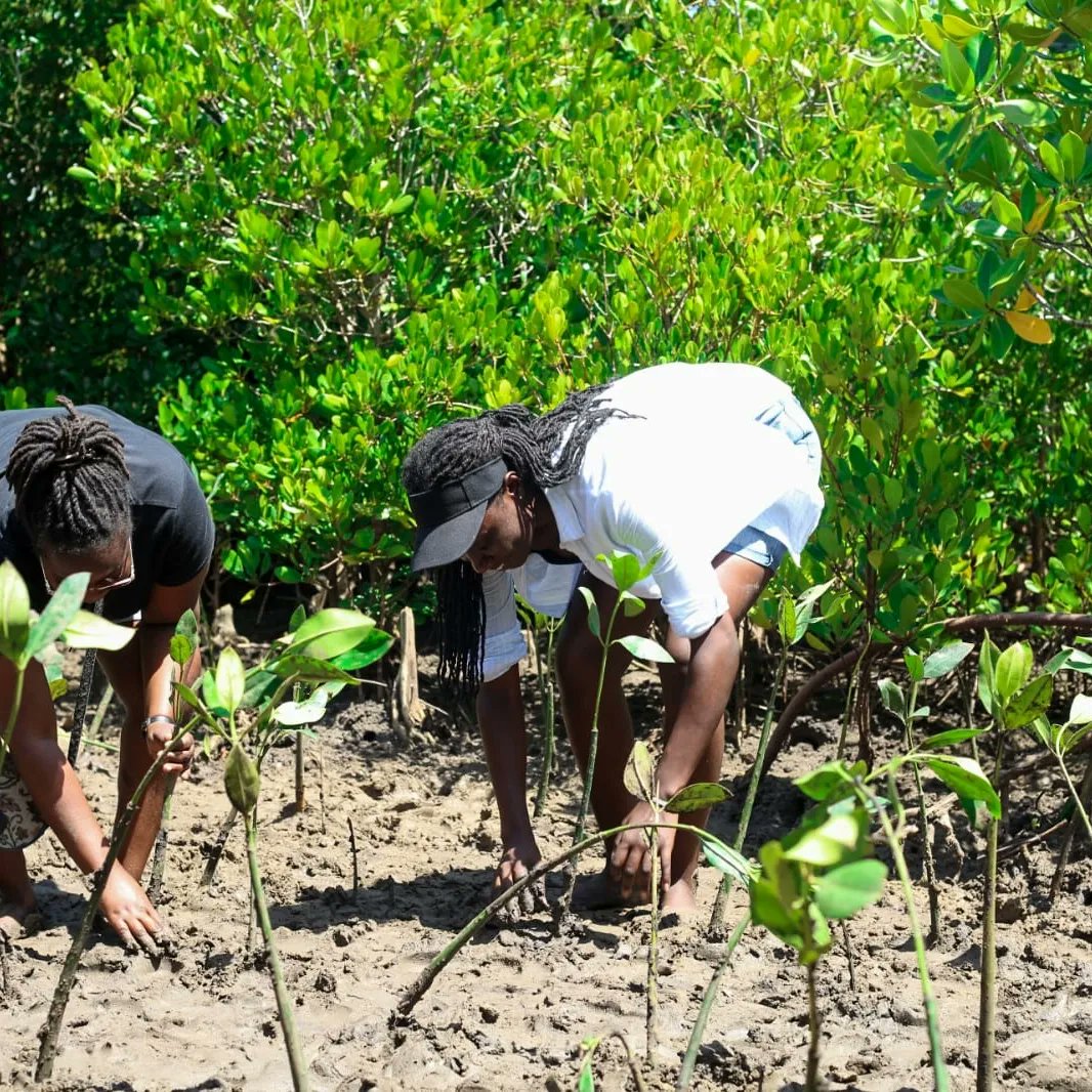 RAFIKIPEPS's tweet photo. Yesterday we partnered with @BlueEarthOrgan1 and @bikeisbest for a mangrove tree planting in Mkupe conservancy in Miritini. We managed to plant 4400 mangroves, through joint efforts of different organizations.
@logoshope @SavingMother @ZOMECOLOGISTICS @blueradioKe https://t.co/6swKabT6Sj