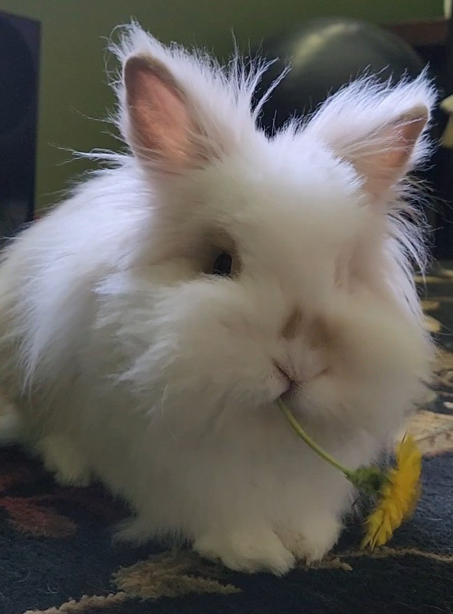 Loralea Carruthers tweet media