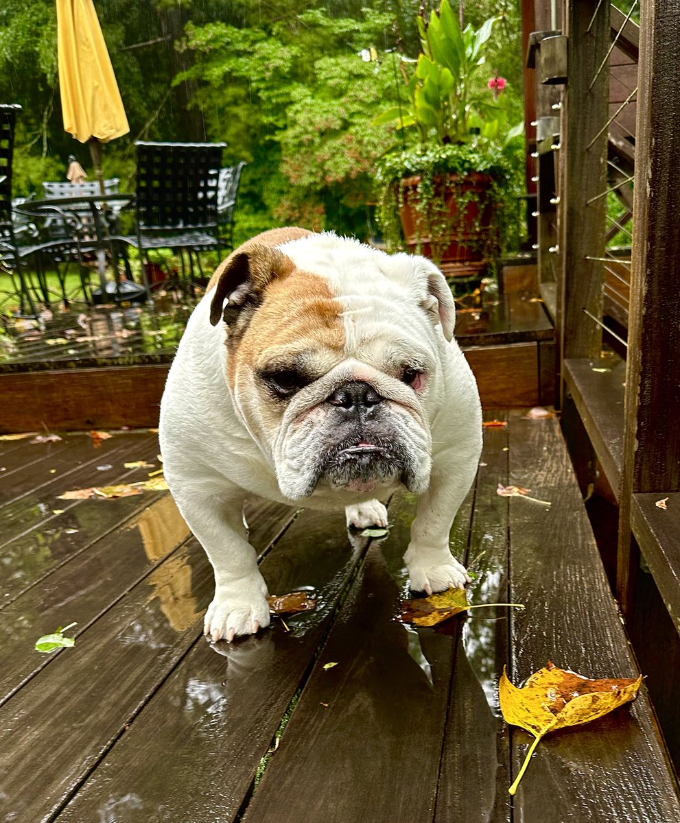 Can you tell by the expression on my face just how happy I am about all this rainy 🌧️⛈️☔️💦& windy 🌬️💨weather on the East coast of the U.S.‼️ But, when ya gotta go, ya gotta go.