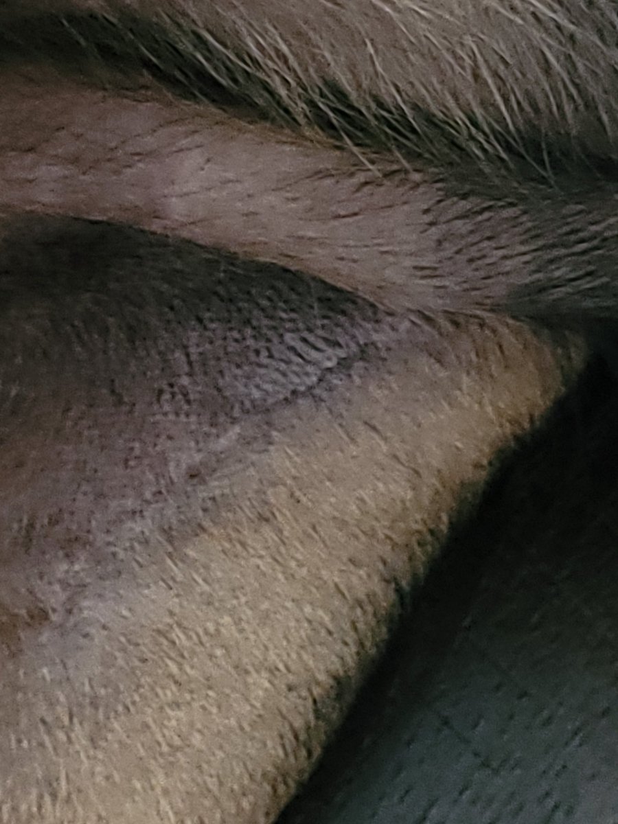 thereal16482192's tweet image. Week three
1. Incision site looking good
2. Fir growing back
3. Able to do 3, 5 min walks per day now 😊
4. First check in with surgeon on Tuesday 🤞
5. Xenias frustration level 100% because she feels better but still on modified abilities 😔