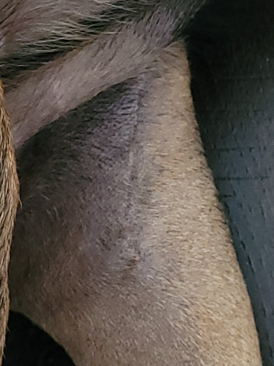 thereal16482192's tweet image. Week three
1. Incision site looking good
2. Fir growing back
3. Able to do 3, 5 min walks per day now 😊
4. First check in with surgeon on Tuesday 🤞
5. Xenias frustration level 100% because she feels better but still on modified abilities 😔