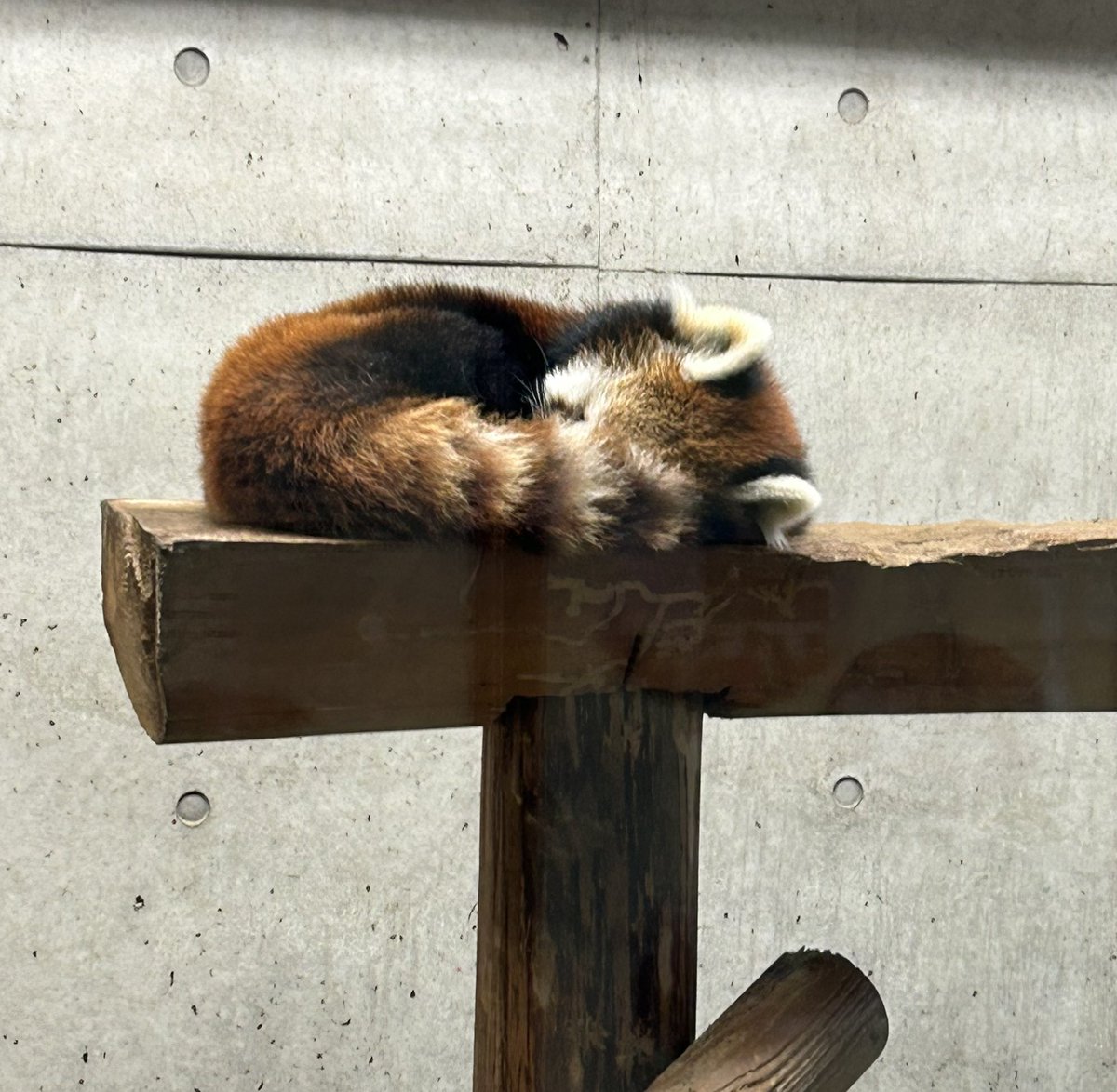 pypypanda's tweet image. 今日のレサ活（暑かったね
#埼玉県こども動物自然公園
#レッサーパンダ