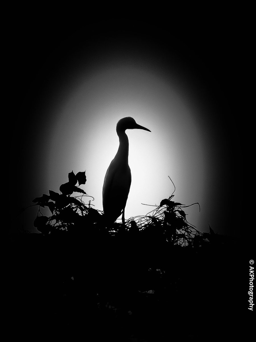 Egret in my 🏡 📷
#momo #birdportrait #photography #bnwgang #raw_bnw #bird_perspective #Perching #blackandwhite #bnwphotography #monochrome #pictasmonochrome #pictas #Outdoors #Portrait #photographer #Silhouette #Bird #night_addicts #snap_bnw #snap_birds #photographers_of_india