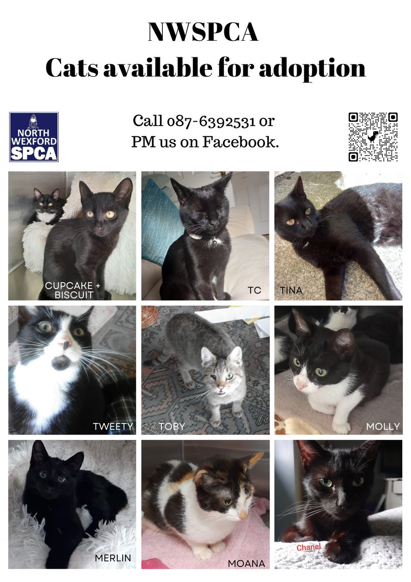 Adult cats available for adoption 😺

#adoptdontshop #adoptanadultcat #northwexfordspca