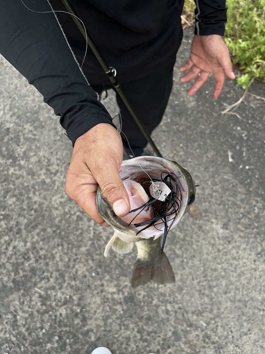 R71708733's tweet photo. 琵琶湖水路バス
チビと47の良型バス💪🏾
＃バス釣り ＃琵琶湖　＃ブラックバス　#一誠 #AKチャター ＃AKチャターJr #赤松健 https://t.co/YxszIqEYV6