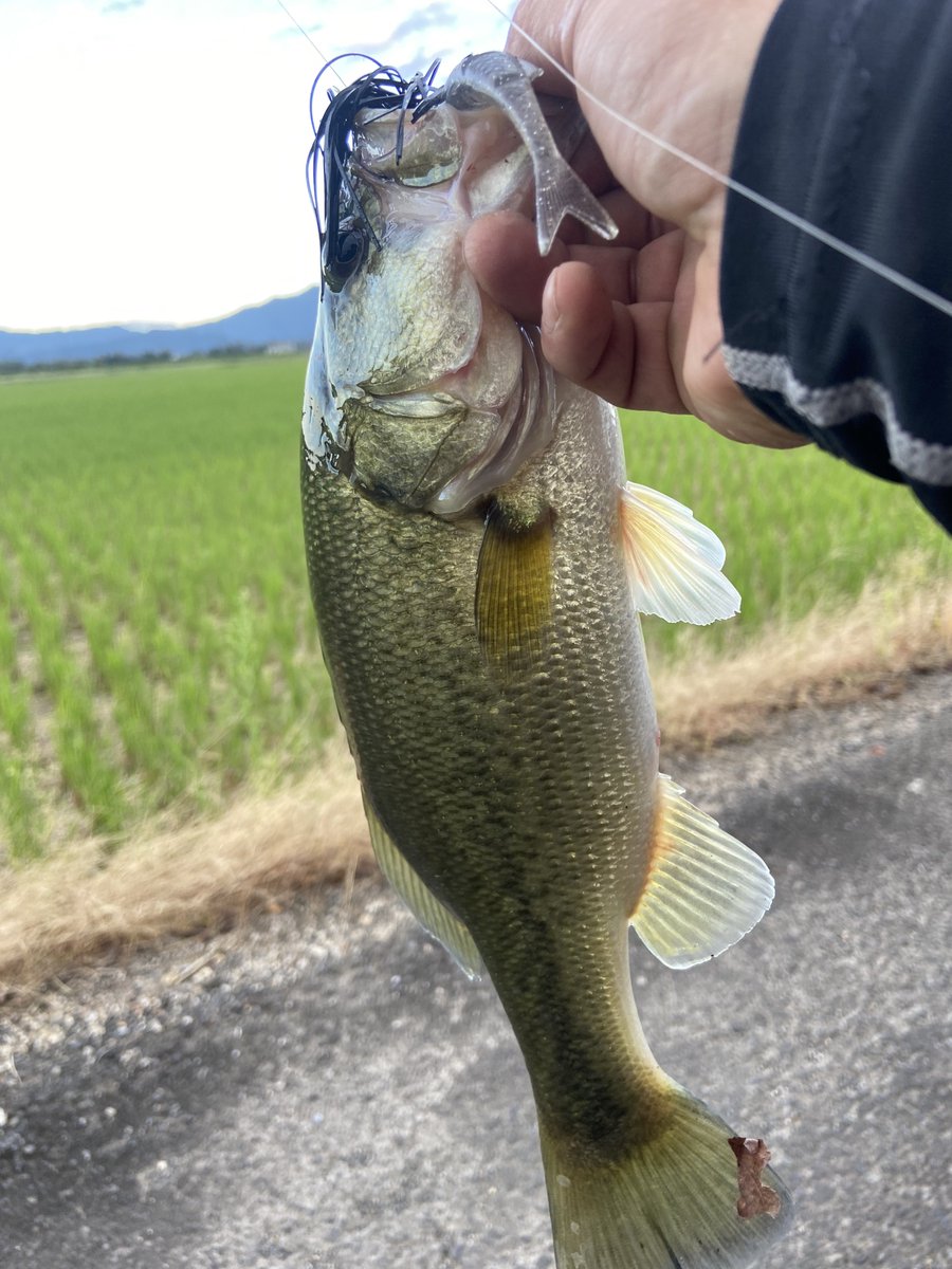 R71708733's tweet photo. 琵琶湖水路バス
チビと47の良型バス💪🏾
＃バス釣り ＃琵琶湖　＃ブラックバス　#一誠 #AKチャター ＃AKチャターJr #赤松健 https://t.co/YxszIqEYV6
