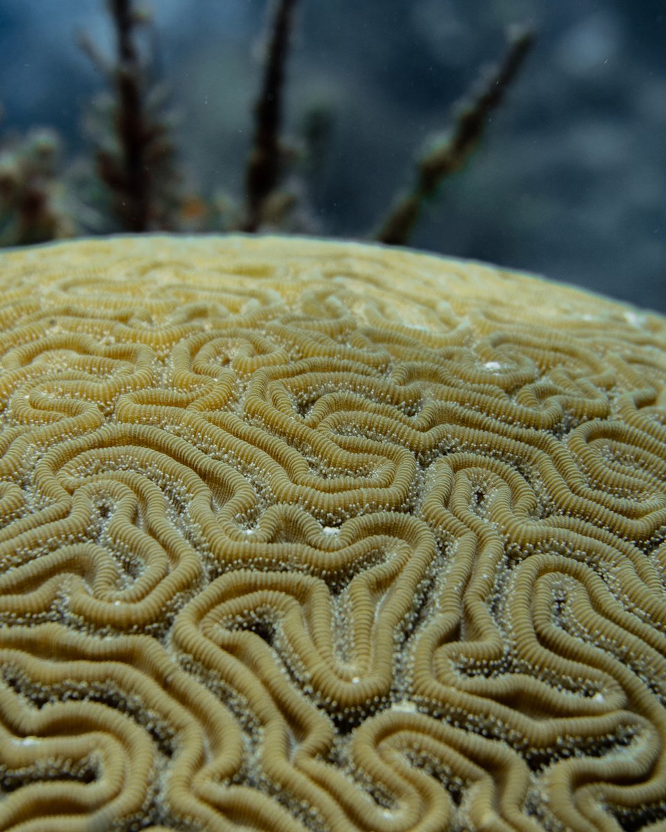 Amidst the challenges facing our coral reefs, hope still exists. Corals have persisted for more than 500 million years and continue to do so. A thriving Diploria labyrinthiformis found amongst a reef of stressed corals from the recent bleaching event.