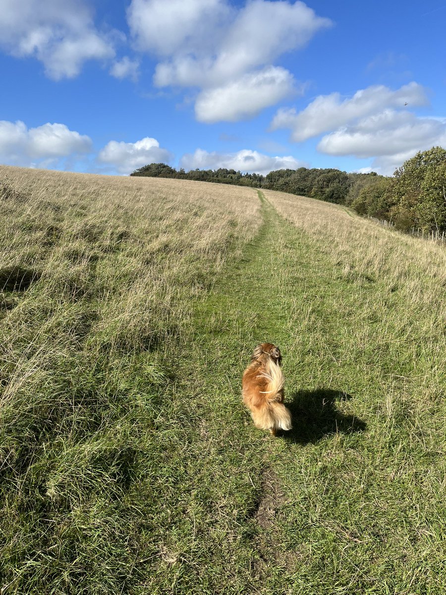 Perfect dog walking weather today. Snoops extra happy as the sheep have moved out of his favourite field #snoopydog214 #southdowns #lewes #AdoptDontShop #rescuedogs #zoomies