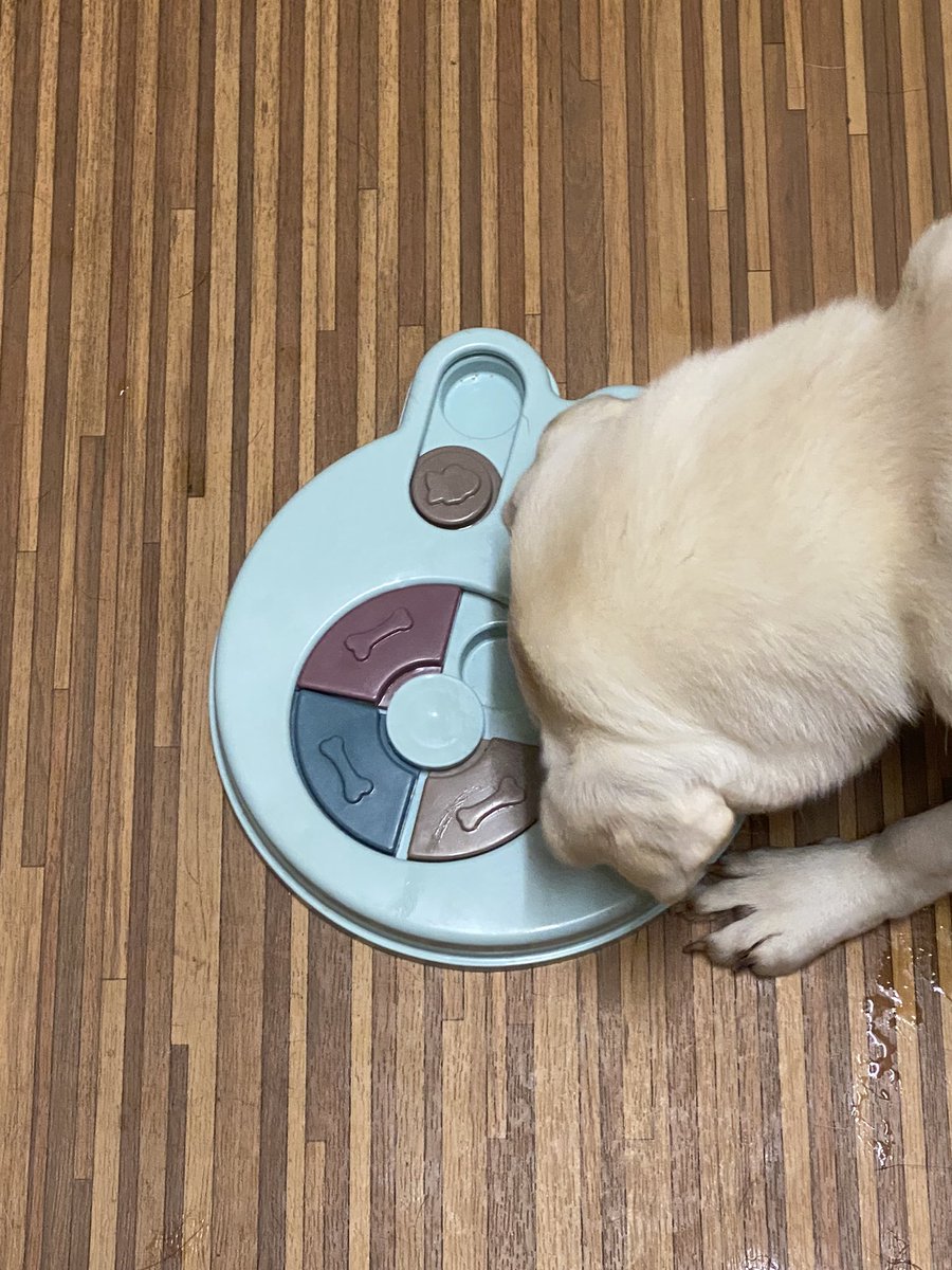 MadleeRage29's tweet photo. Frankie is busy doing puzzles!
#FuntimeFrankie https://t.co/NgbhDozqGK
