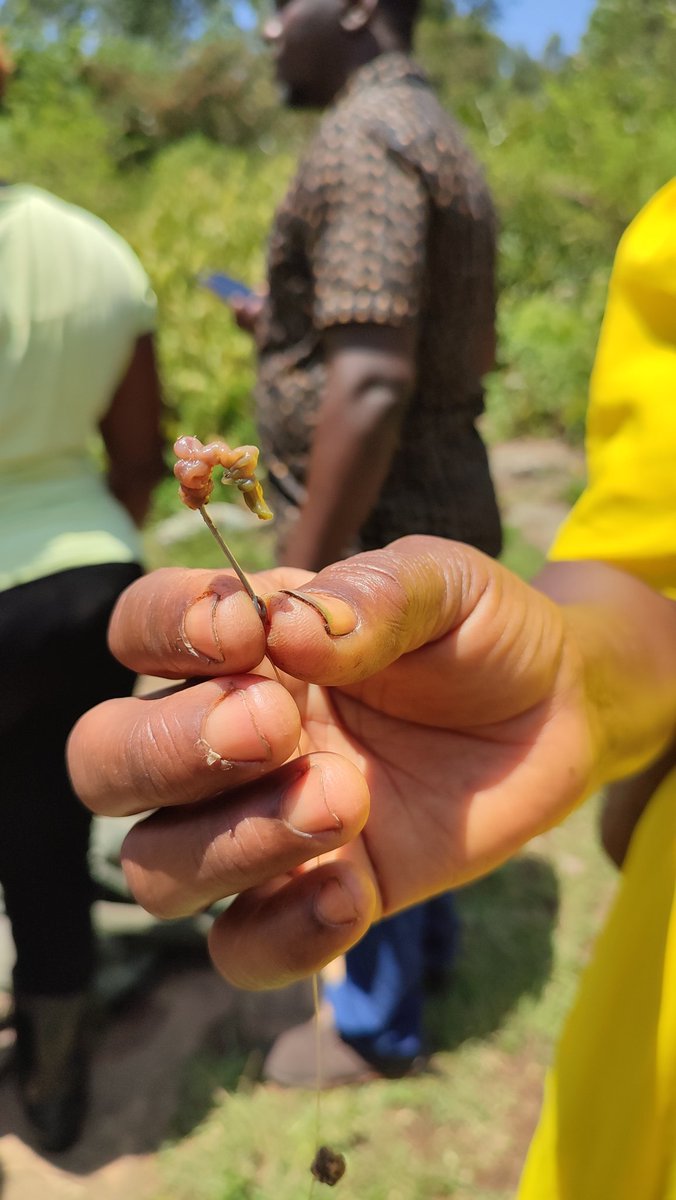 Interesting fact!
The #community members quickly and easily catch crabs with a crafted hook by using an earthworm as bait. 

#Entomologists from @NTDS_Kenya inspecting the crab for simulium neavei larvae

#onchoeliminationkenya
#beatNTDs