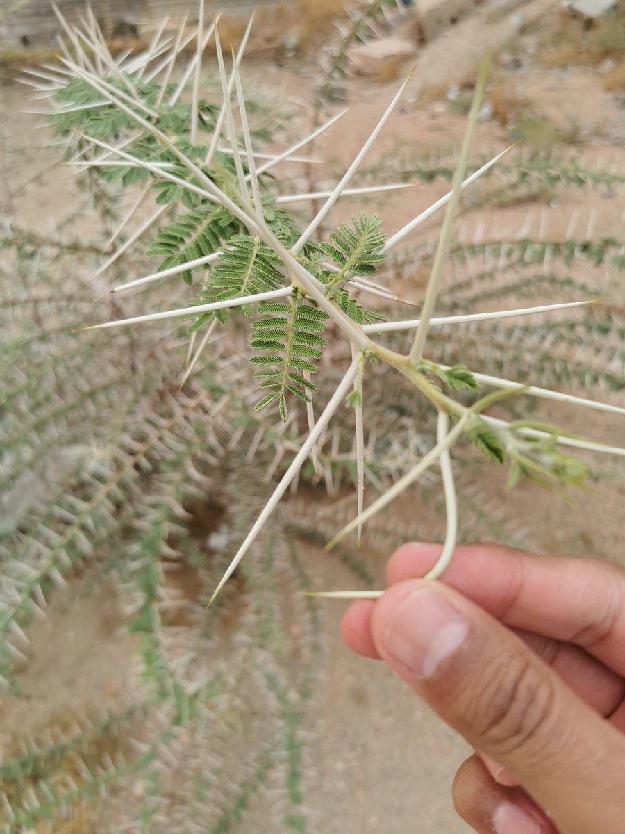 ممكن اسمها اخ خالد لاهنت 
<a href="/Khalidababatain/">خالد أبابطين</a>