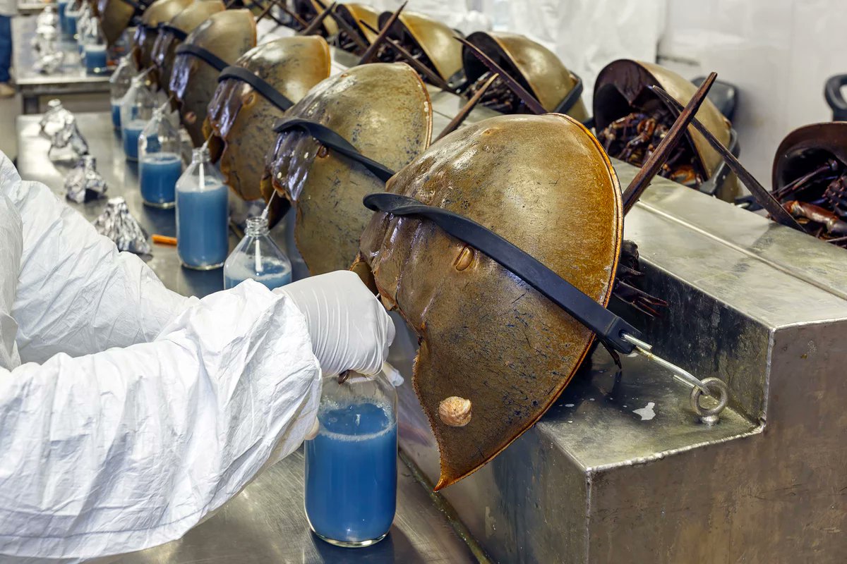 Horseshoe Crabs are bled alive in service to Big Pharma
#ScienceSunday