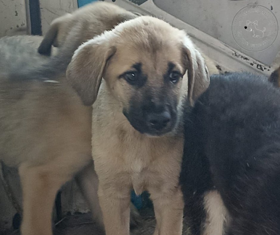 One of a whole litter of puppies recently admitted suffering from parvovirus #dogsoftwitter #dogsofx Our vets provided immune support, treatment for secondary infections & intensive nursing. All but one survived this killer disease Will you help us pay their vet bill please,