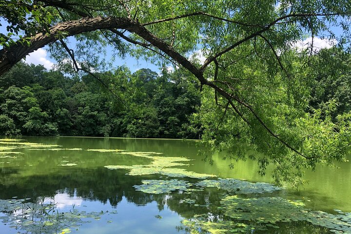 Is that a green whater? freinds i need your comment,  though is beautiful.🍀🍀🍀🥰🥰