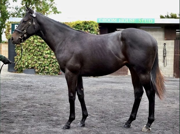 Newtown Stud tweet media