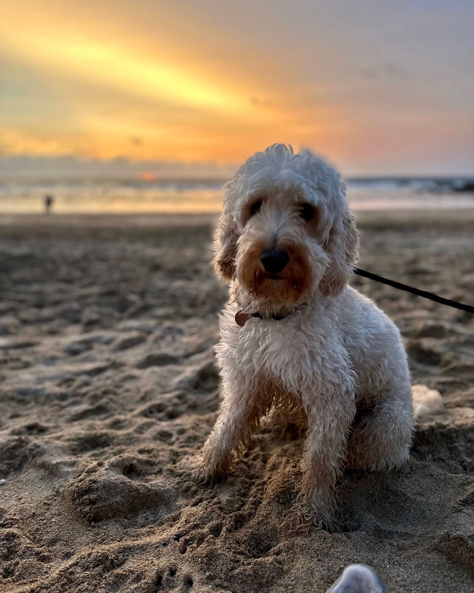 💛 Sunday Success Story 💛 Handsome Alfie was adopted from us in August and we received this lovely update: 'Safe to say Alfie has settled in his new home! He’s been on his first holiday, had a trim and met some other dog friends!' Thanks to his family for this lovely update 🥰