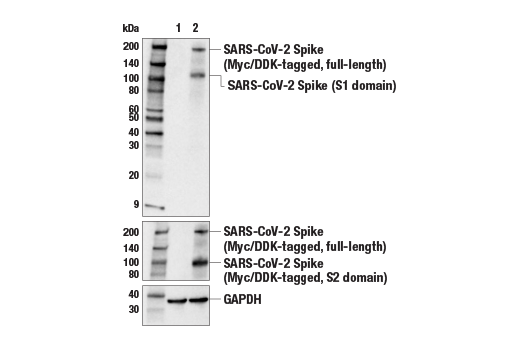 Jikkyleaks's tweet image. Er... proteome guys... 
Can anyone explain why the Automated Western Blot (AWB) in the Hanna "mRNA in breast milk" paper 
1⃣ shows a perfect band at 220kDa in the 10^-4 conc (lane 1)
2⃣ shows no other bands at all, despite the antibody being for S1 subunit
3⃣ shows no trace of a