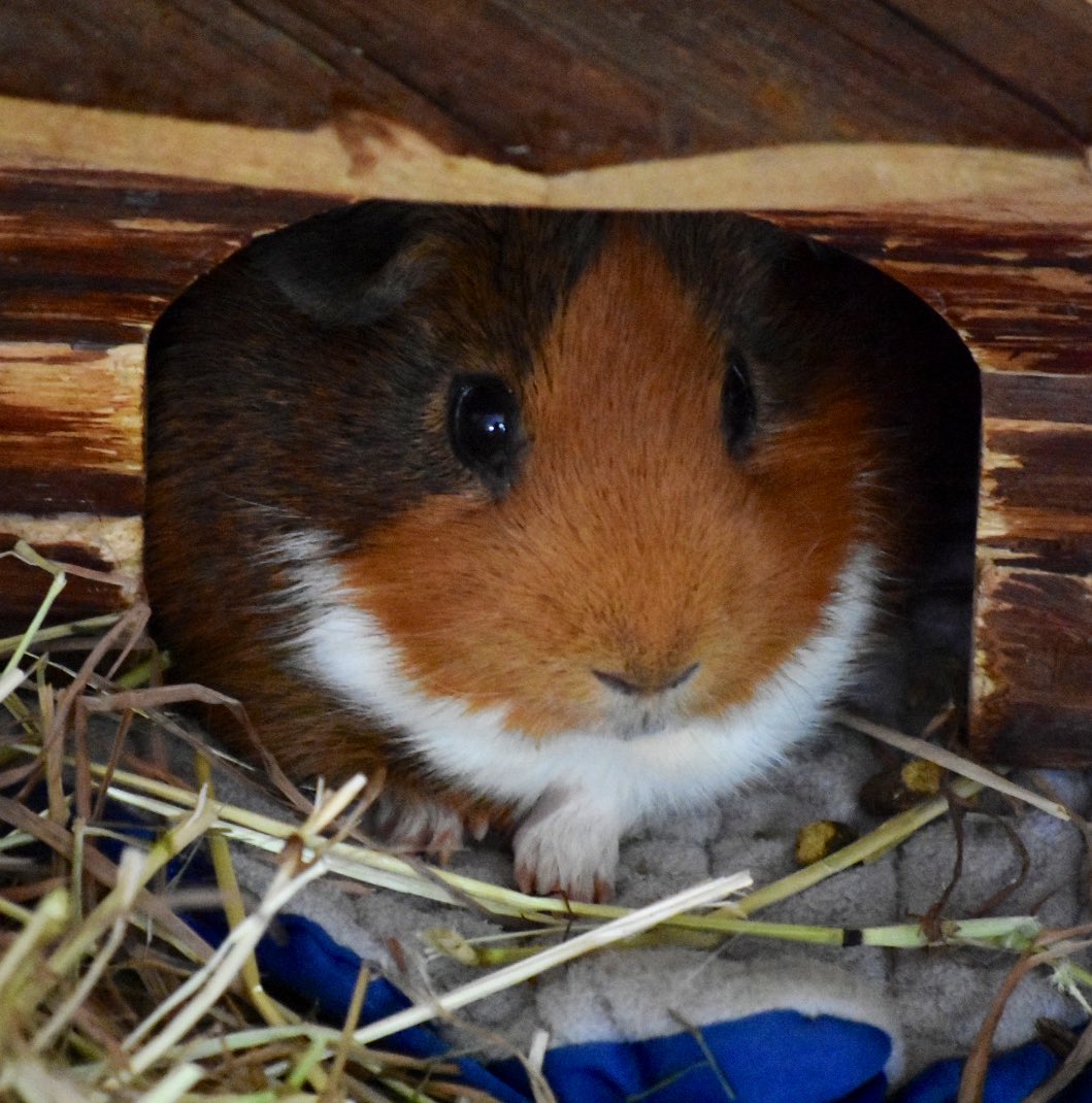 triggerdavepigs's tweet photo. Dave and his little paws 😍 https://t.co/vimGIjvcYv