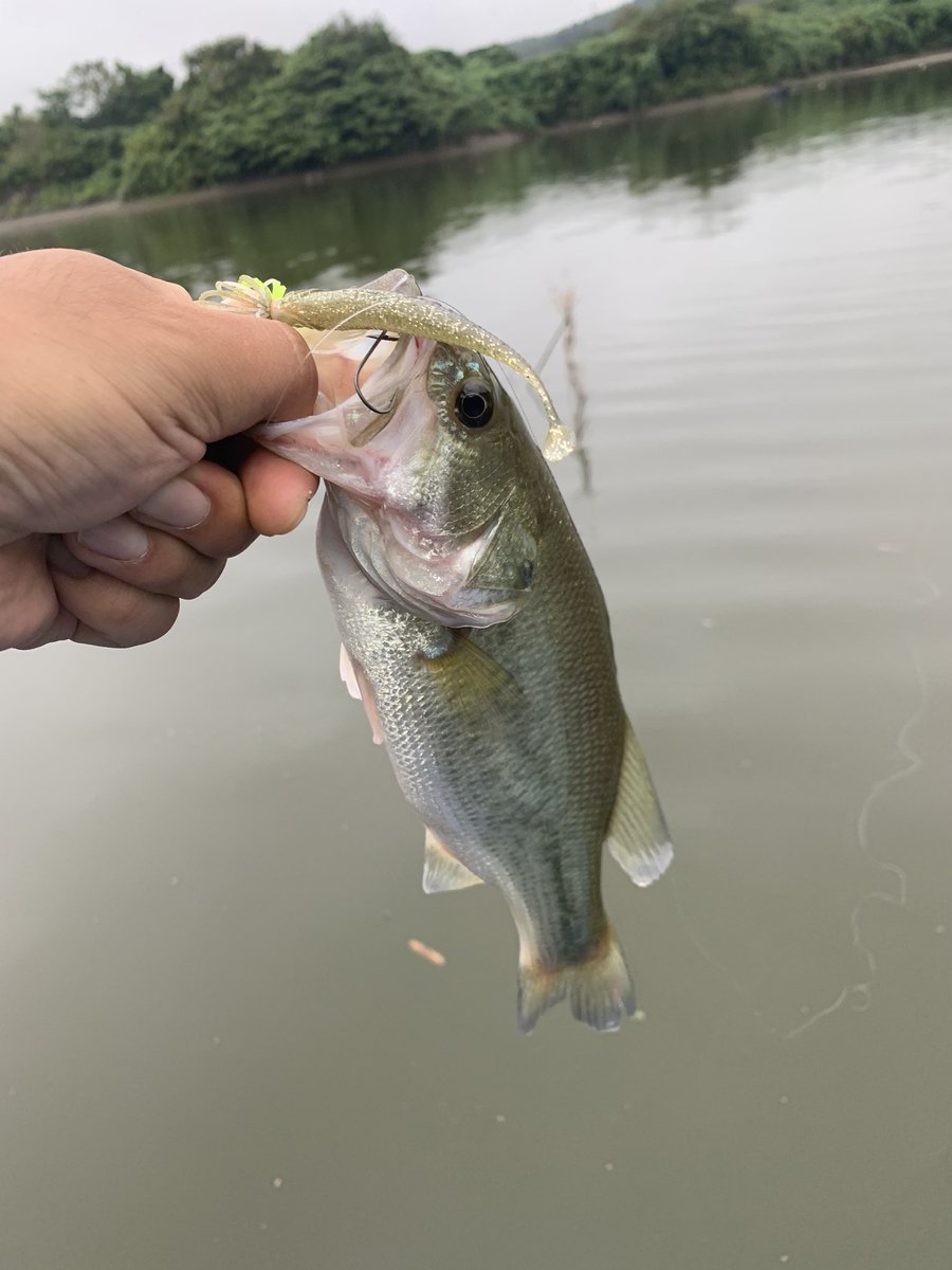 9/23（土）高滝湖！巻きがハマって仲間と20本以上釣れました🐟こんな高滝湖初めてでした！