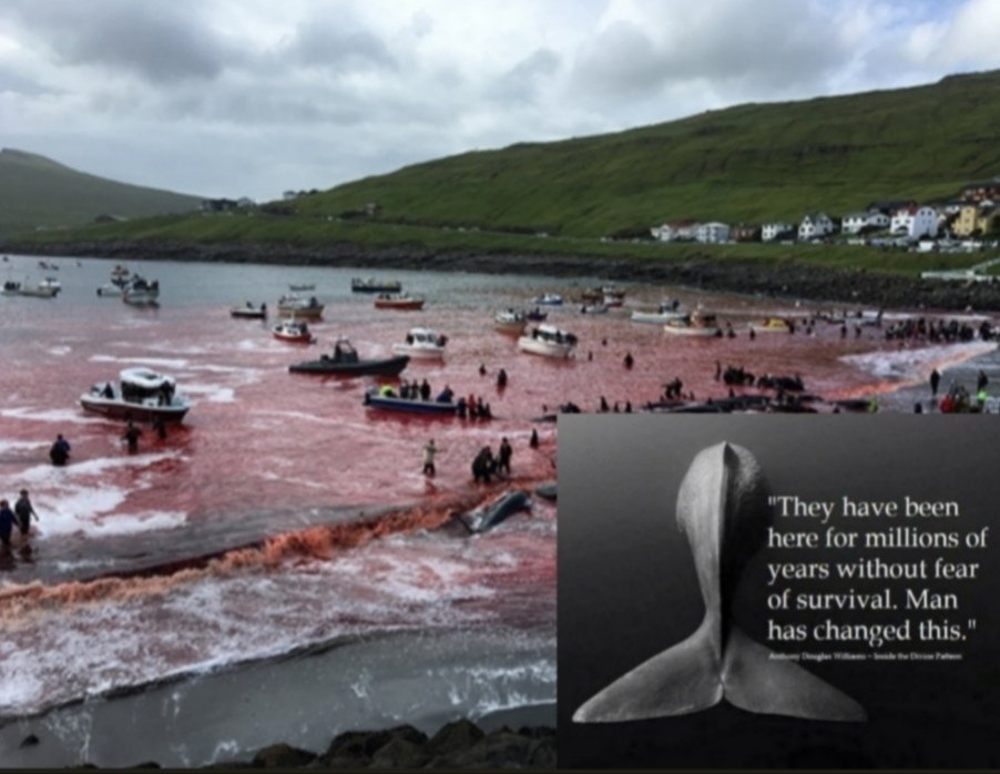 janischshane's tweet photo. #StopTheGrind
Man has failed them 🐬 🐳
#SaveOurSeas
#SaveOurWhales
#FaroeIslands https://t.co/hajX2Cj9V3