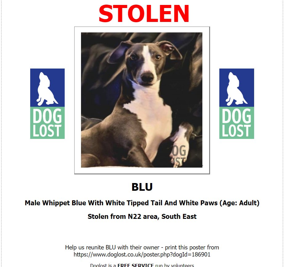 #Stolen: Blue With White Tipped Tail And White Paws #Whippet Male doglost.co.uk/dog-blog.php?d… #Petabduction #pettheft #N22 #NathanielParker #JenniferSaunders #SebastianFaulks #BrianSewell