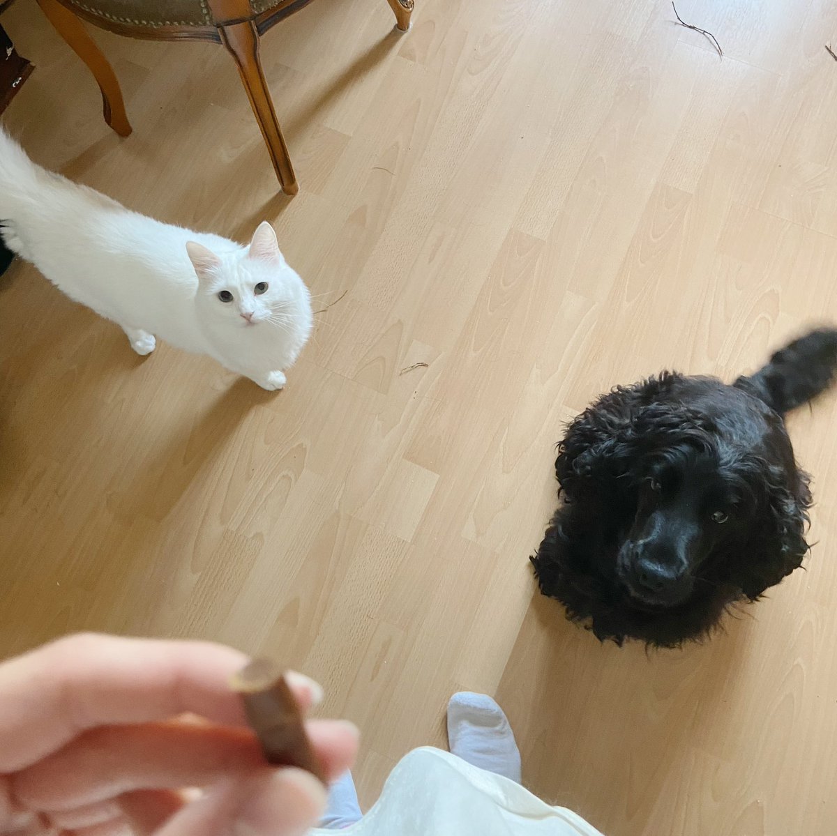 Eurooppa-liikkeen kissat ja koirat sulassa sovussa. <a href="/EMFinland/">Eurooppalainen Suomi</a> edustamassa Rosita-koira ja <a href="/Eurooppanuoret/">Eurooppanuoret</a> Emma-kissa. Päivän puheenaiheena raksuntuonnin ja -syönnin esteiden purkaminen.

Kiitos vielä lainasta @mariajjokinen