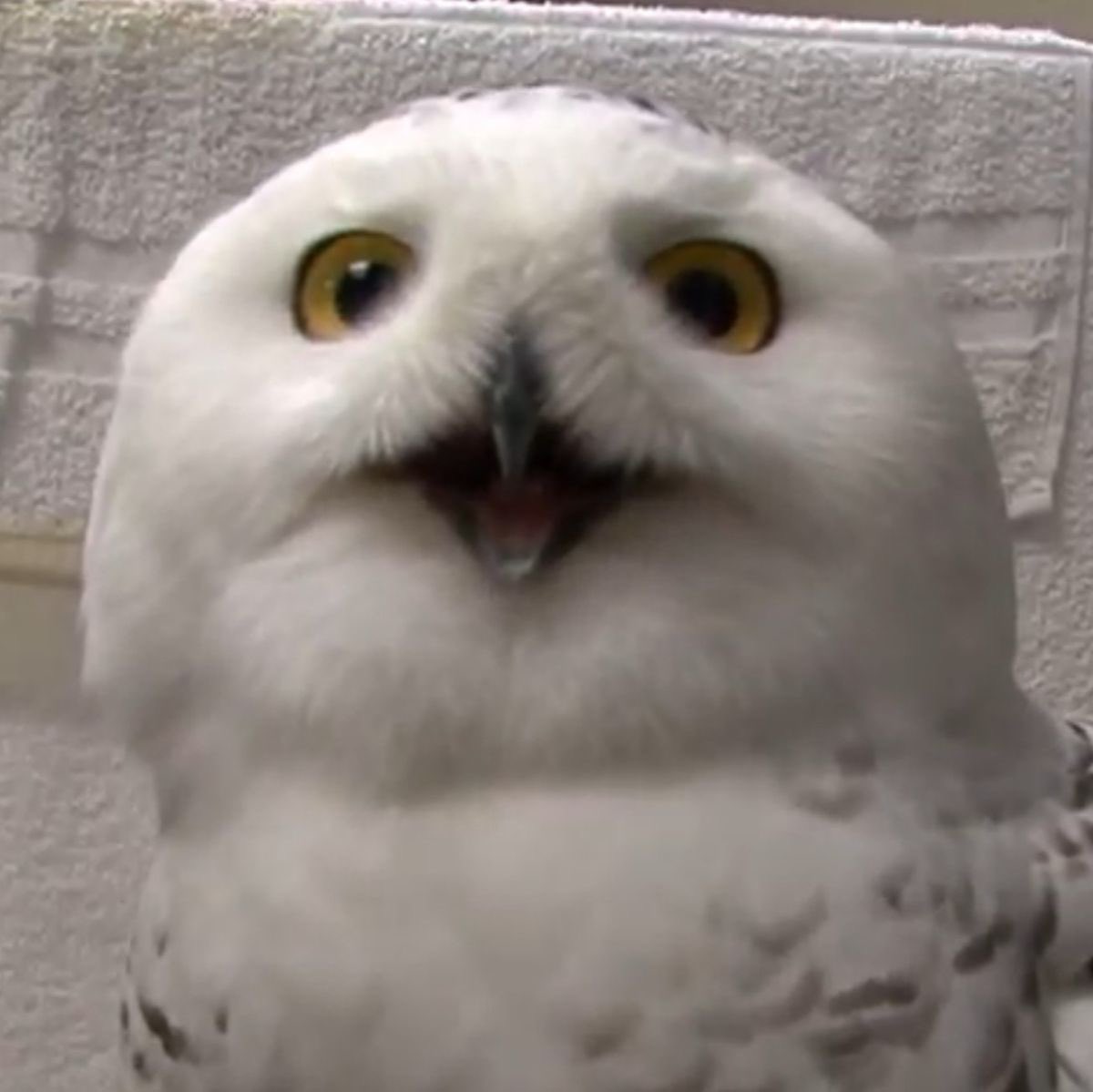 taehyun as owls (@2k0t0h2) on Twitter photo 